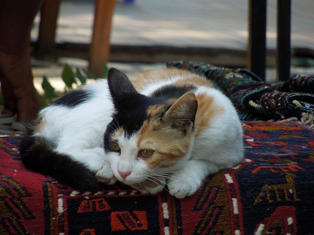 Cat Cappadoccia