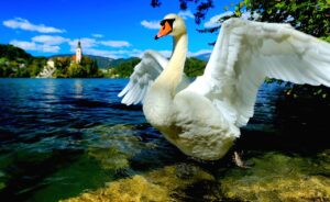 Lake Bled Swan